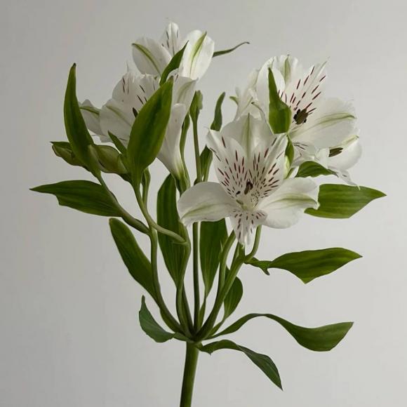 Альстромерия микс