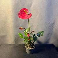 Антуриум | «Мужское счастье»