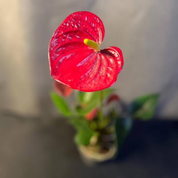 Антуриум | «Мужское счастье»