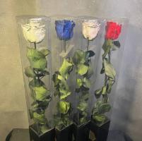 Вечная роза