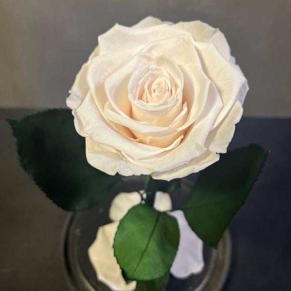 Роза в колбе | Вечная роза