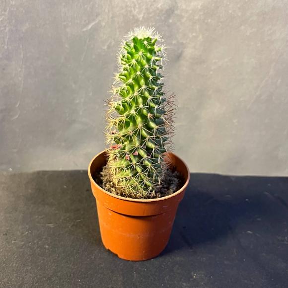 Кактус мини