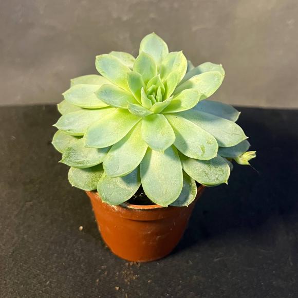 Эхеверия мини