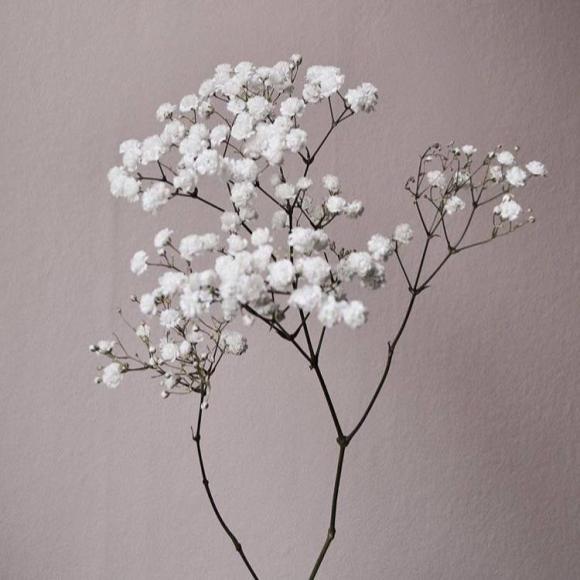 Гипсофила ветка