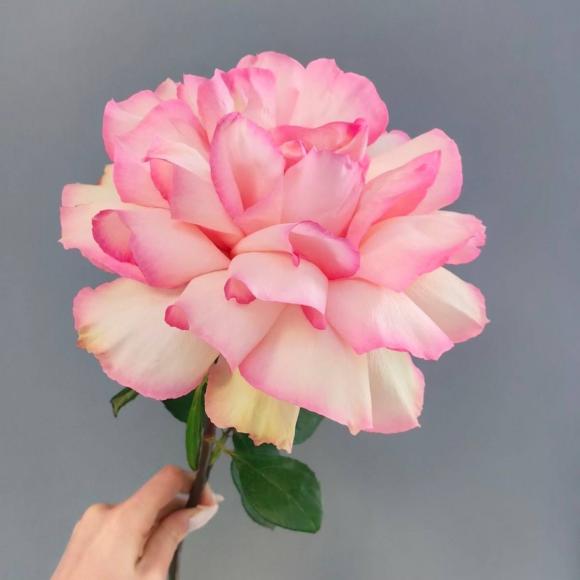 Французская роза