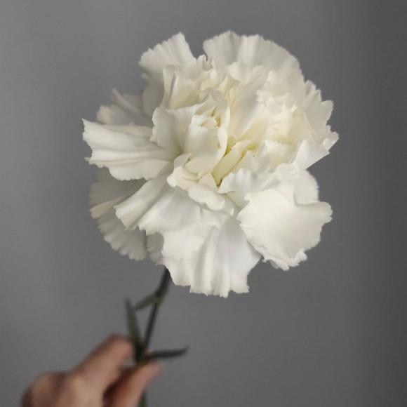 Диантус микс