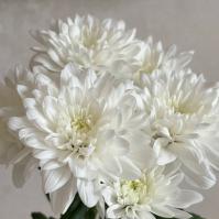 Хризантема кустовая