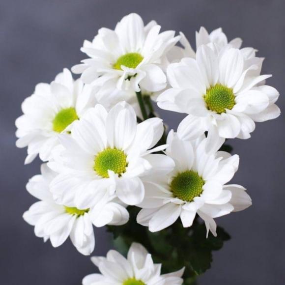 Хризантема кустовая