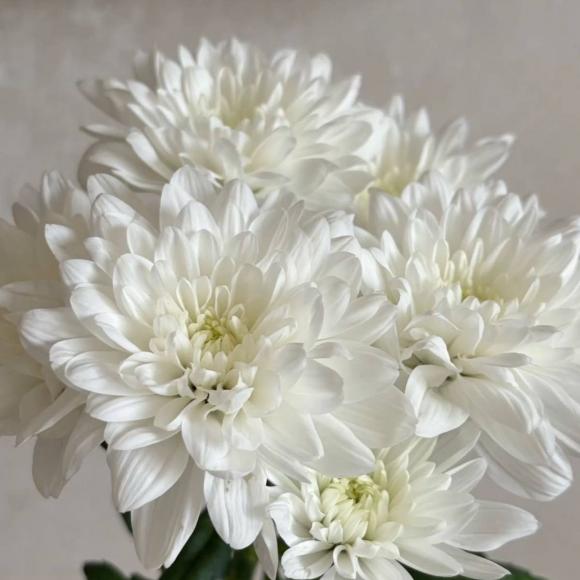 Хризантема кустовая